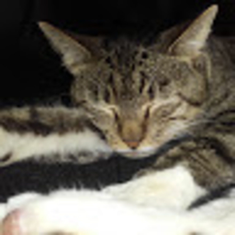 Meet your Posher, Debby